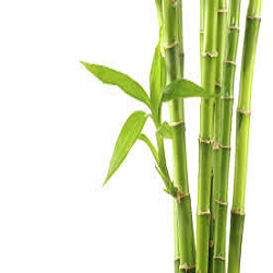 Le Bambou