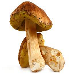 Le Cèpe