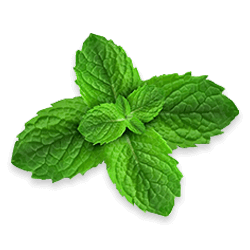 La Menthe