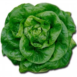 La Laitue Butterhead
