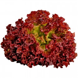 La Laitue Lollo Rossa