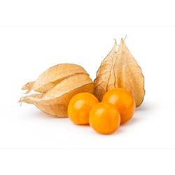 Le Physalis