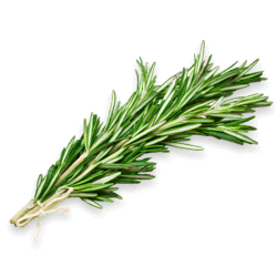 Le Romarin
