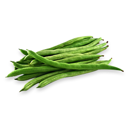 L'Haricot Vert فاصوليا خضراء