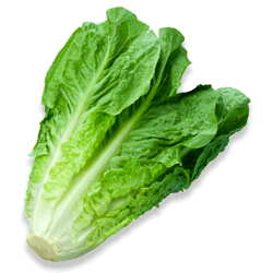 La Laitue Romaine
