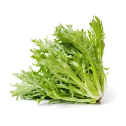 La Laitue Frisée خس مجعد