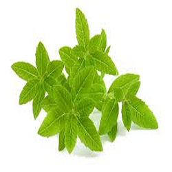 La Verveine