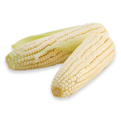 Le Maïs