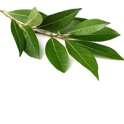 La Feuille de Laurier